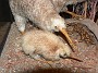 5.56- Autre espece de kiwis